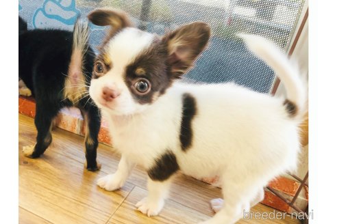 成約済の神奈川県のチワワ(ロングコート)-267738の5枚目