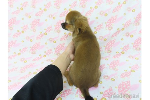 成約済の千葉県のチワワ(ロングコート)-259973の7枚目