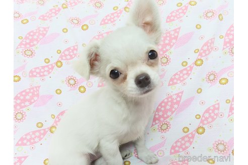 成約済の千葉県のチワワ(ロングコート)-264084の2枚目
