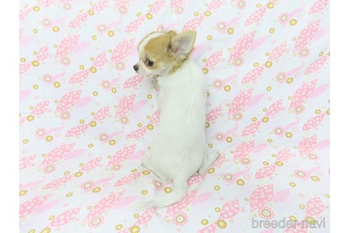 成約済の千葉県のチワワ(ロングコート)-259979の4枚目