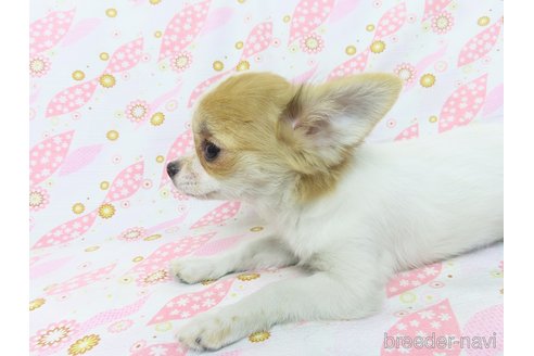 成約済の千葉県のチワワ(ロングコート)-259979の2枚目