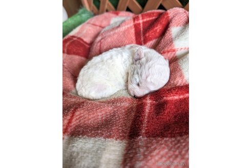 成約済の千葉県のビションフリーゼ-274205の9枚目