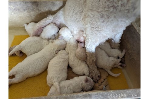 成約済の千葉県のビションフリーゼ-274205の5枚目