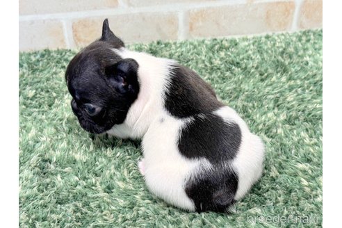 成約済の愛知県のフレンチブルドッグ-274217の5枚目