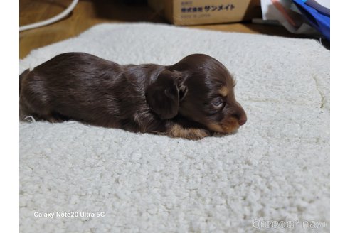 成約済の千葉県のミニチュアダックスフンド(ロングヘアード)-273245の3枚目