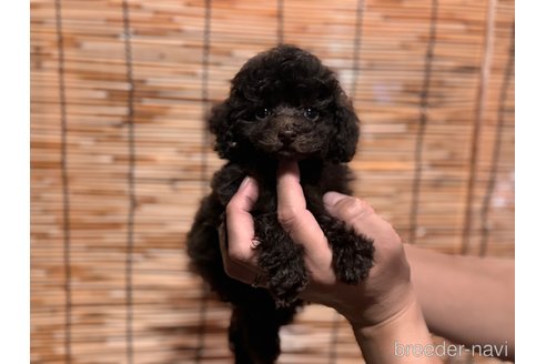 成約済の茨城県のティーカッププードル-271531の2枚目