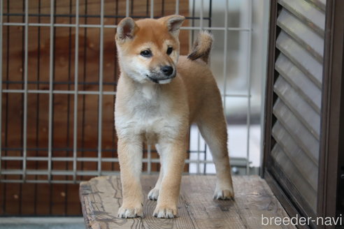 成約済の埼玉県の柴犬-264755の1枚目