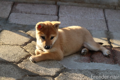 成約済の埼玉県の柴犬-264755の5枚目