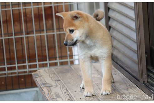 成約済の埼玉県の柴犬-264755の4枚目