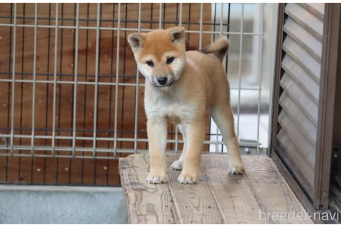 成約済の埼玉県の柴犬-264755の3枚目