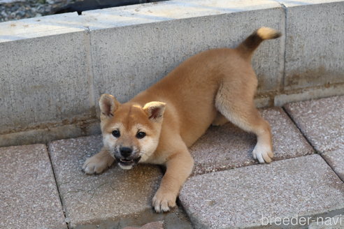 成約済の埼玉県の柴犬-264755の2枚目