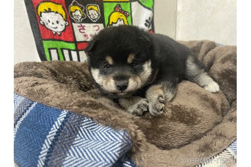 成約済の群馬県の柴犬-274261の3枚目