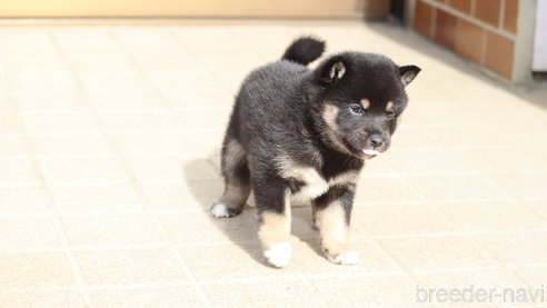 成約済の埼玉県の柴犬-272761の5枚目