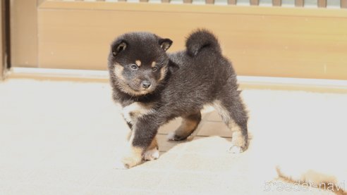 成約済の埼玉県の柴犬-272761の3枚目