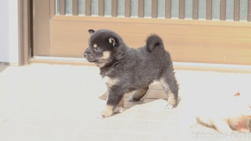 成約済の埼玉県の柴犬-272761の2枚目