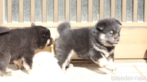 成約済の埼玉県の柴犬-272759の7枚目