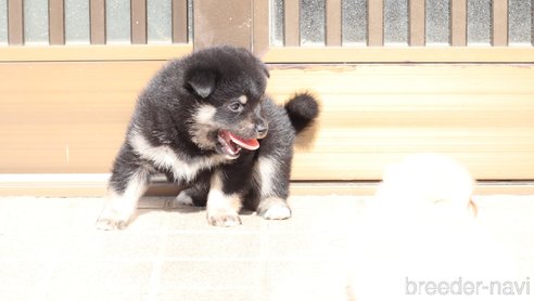 成約済の埼玉県の柴犬-272759の6枚目