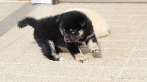 成約済の埼玉県の柴犬-272759の4枚目