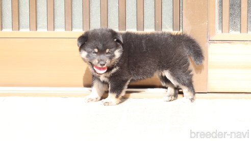 成約済の埼玉県の柴犬-272759の3枚目