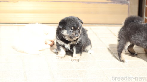 成約済の埼玉県の柴犬-272759の2枚目