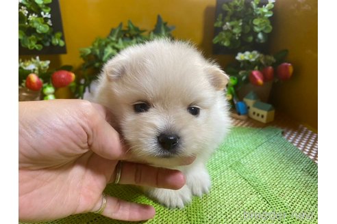 成約済の神奈川県のポメラニアン-273123の17枚目