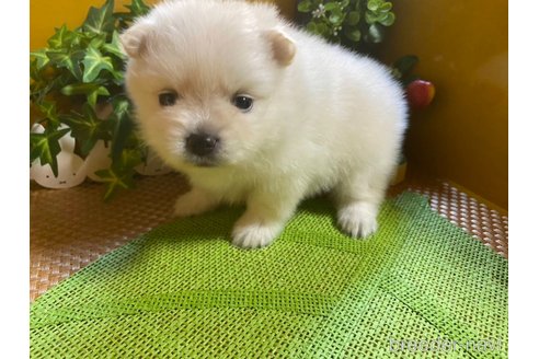 成約済の神奈川県のポメラニアン-273123の16枚目