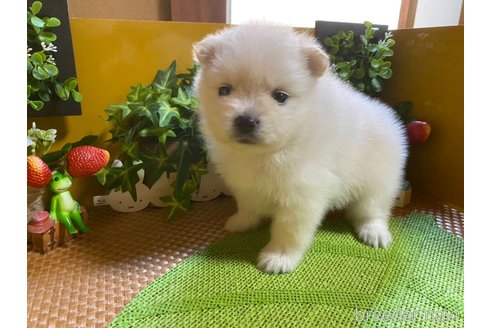 成約済の神奈川県のポメラニアン-273123の15枚目
