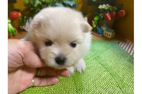 成約済の神奈川県のポメラニアン-273123の12枚目