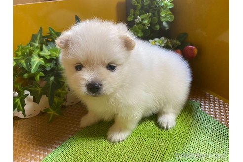 成約済の神奈川県のポメラニアン-273123の14枚目