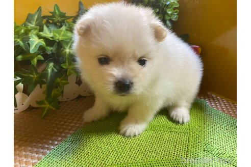 成約済の神奈川県のポメラニアン-273123の18枚目
