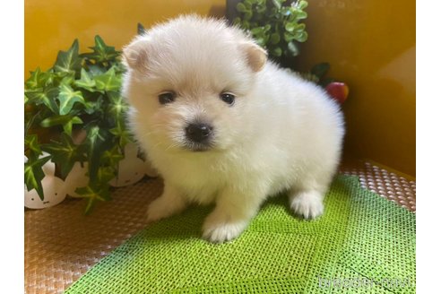 成約済の神奈川県のポメラニアン-273123の12枚目
