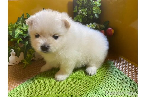 成約済の神奈川県のポメラニアン-273123の13枚目
