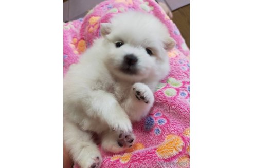 成約済の神奈川県のポメラニアン-273125の3枚目
