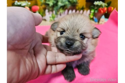 成約済の神奈川県のポメラニアン-273521の11枚目