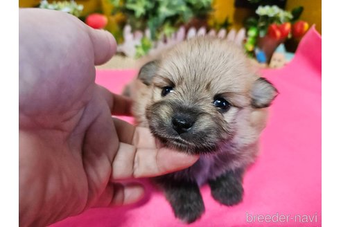 成約済の神奈川県のポメラニアン-273521の12枚目