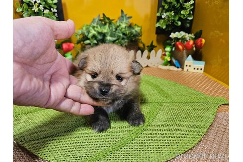 成約済の神奈川県のポメラニアン-273521の15枚目
