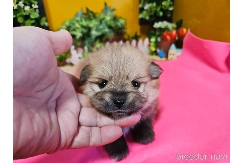 成約済の神奈川県のポメラニアン-273521の18枚目