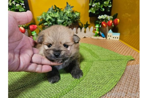 成約済の神奈川県のポメラニアン-273521の18枚目