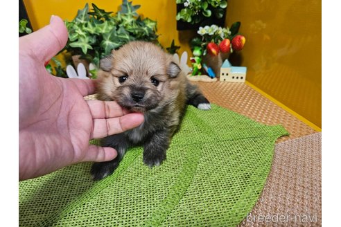 成約済の神奈川県のポメラニアン-273521の13枚目