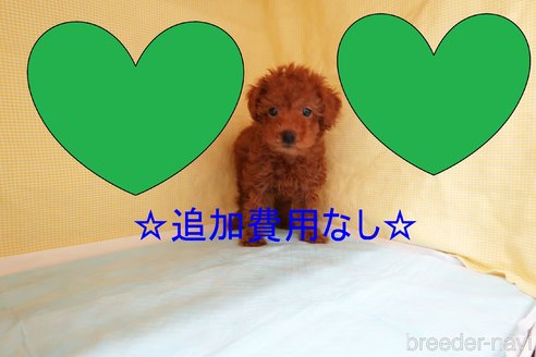 成約済の東京都のトイプードル-272257