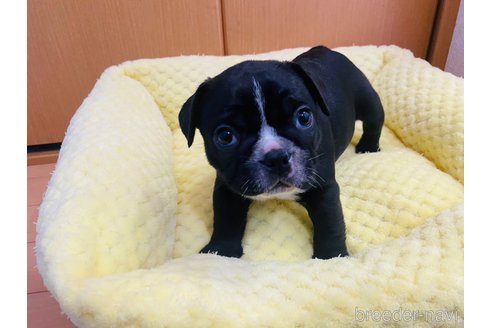 成約済の茨城県のフレンチブルドッグ-271548の3枚目