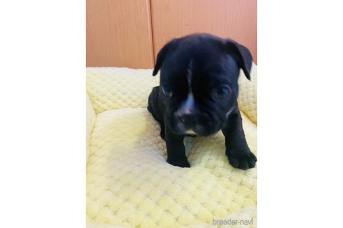 成約済の茨城県のフレンチブルドッグ-271543の2枚目