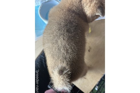 成約済の静岡県の豆柴-271262の2枚目