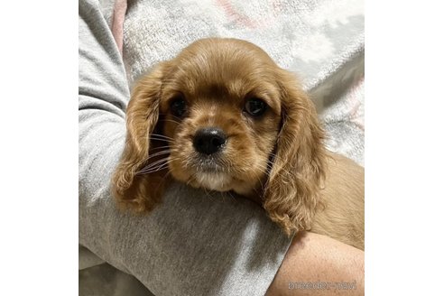 成約済の岩手県のキャバリアキングチャールズスパニエル-274327の1枚目