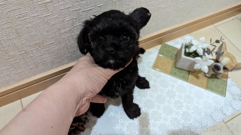 成約済の広島県のチワプー:チワワ×トイプードル-271215の212枚目