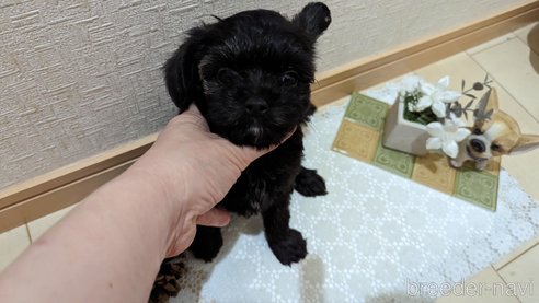 成約済の広島県のチワプー:チワワ×トイプードル-271215の210枚目
