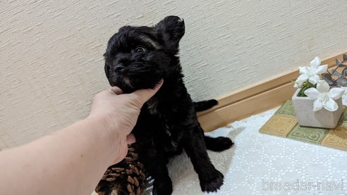 成約済の広島県のチワプー:チワワ×トイプードル-271215の207枚目