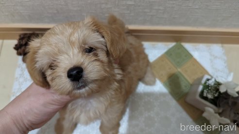成約済の広島県のチワプー:チワワ×トイプードル-271216の216枚目