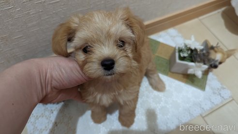 成約済の広島県のチワプー:チワワ×トイプードル-271216の213枚目