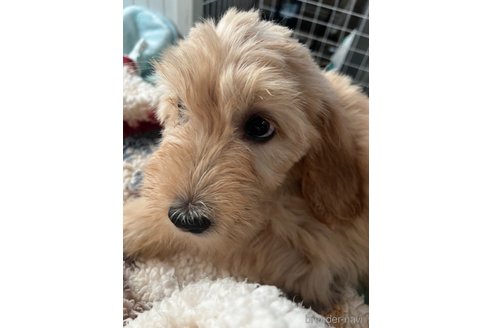 成約済の茨城県のミックス犬-265457の14枚目